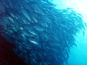 ギンガメアジトルネード