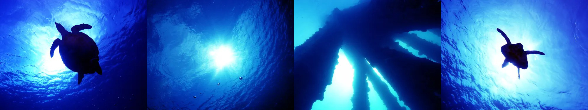 アオウミガメ、太陽、レッドビーチ、タイマイ