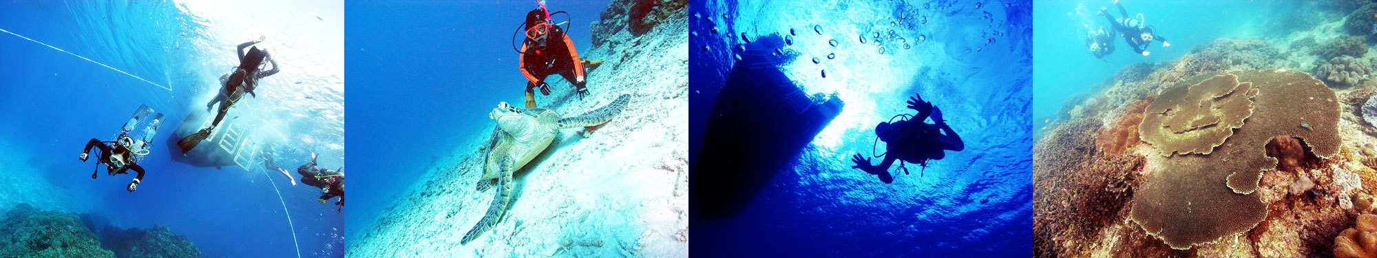 エントリー、アオウミガメ、ボート、テーブルサンゴ