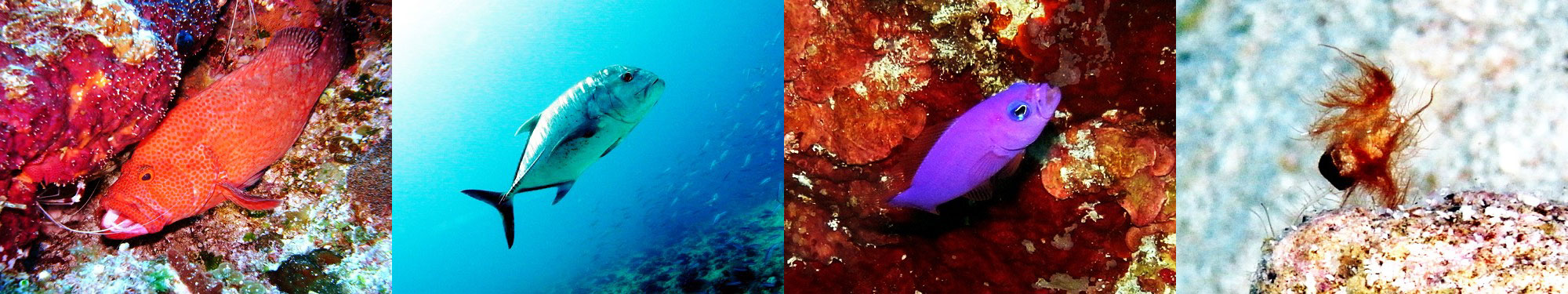 アザハタ、ロウニンアジ、クレナイニセスズメ、フィコカリスシムランス