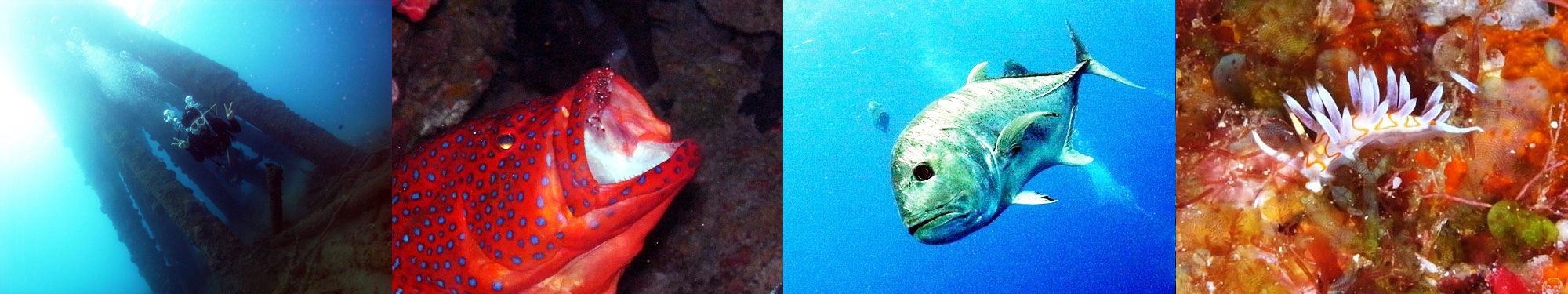 レッドビーチ、アザハタ、ロウニンアジ、シンバミノウミウシ