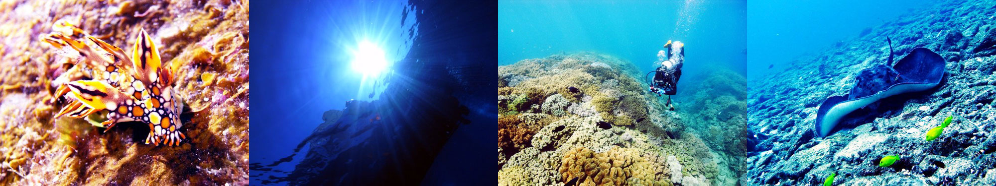 ヒオドシユビウミウシ、船、ソフトコーラル、マダラエイ