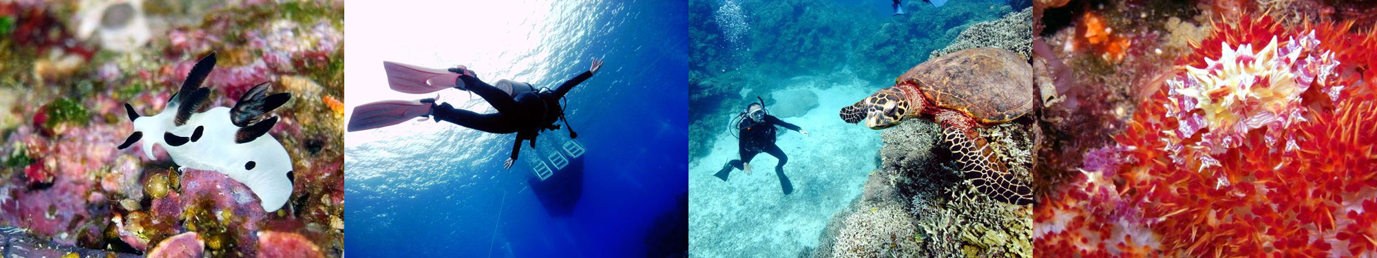 ブチウミウシ、ダイバー、タイマイ、イソコンペイトウガニ