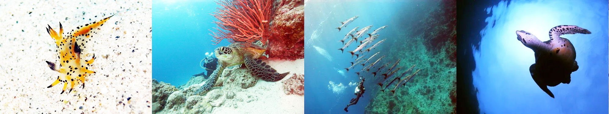 フジタウミウシ、アオウミガメ、ブラックフィンバラクーダ、タイマイ