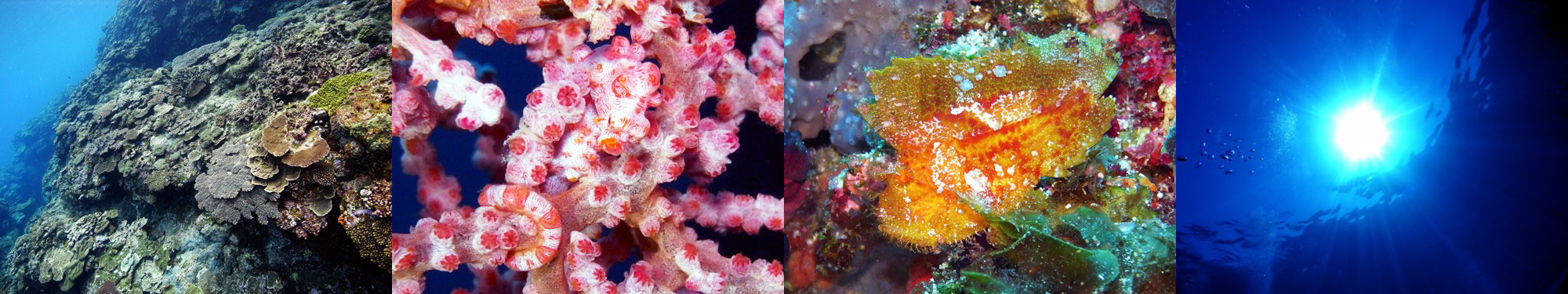 サンゴ、ピグミーシーホース、ハダカハオコゼ、太陽