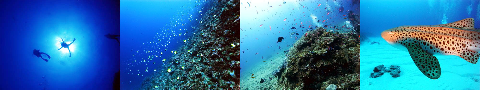 ダイバー、カスミチョウチョウウオ、カシワハナダイ、トラフザメ