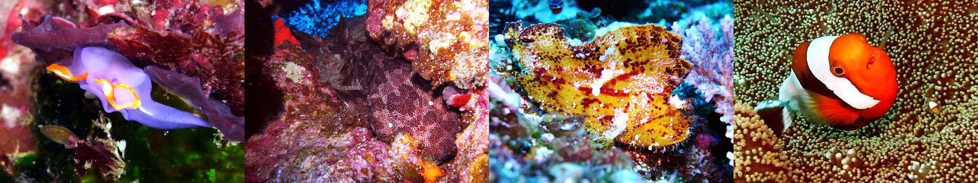 ムラサキウミコチョウ、オオセ、ハダカハオコゼ、トウアカクマノミ