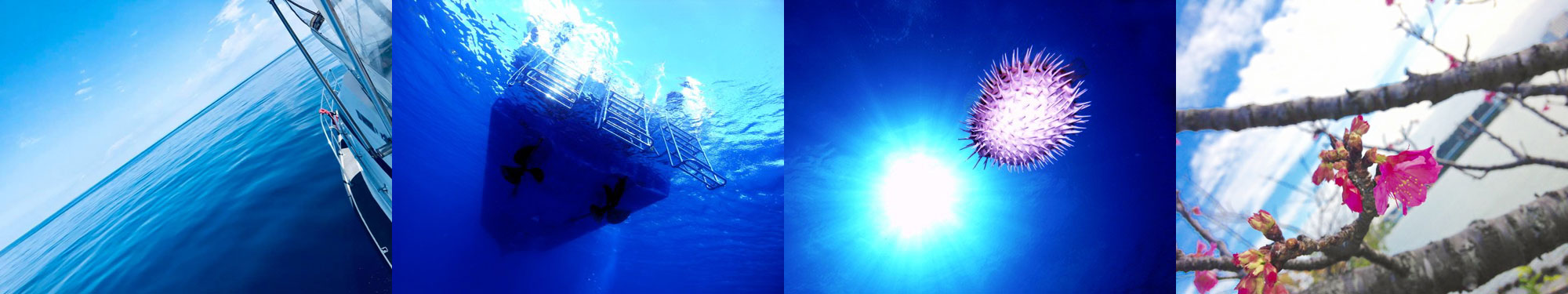 凪の海、ボート、ハリセンボン、カンヒザクラ