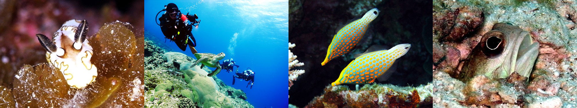 キイロウミウシ、アオウミガメ、テングカワハギ、ジョーフィッシュ