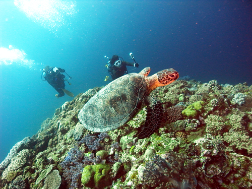 ムチズニ・アオウミガメ