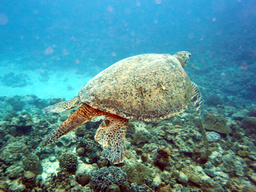タートルシティ・巨大アオウミガメ