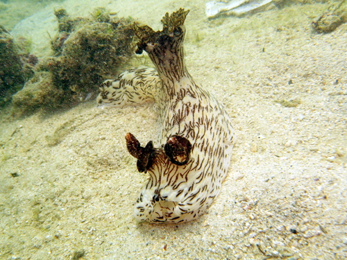 砂辺No2・ブッシュドノエルウミウシ