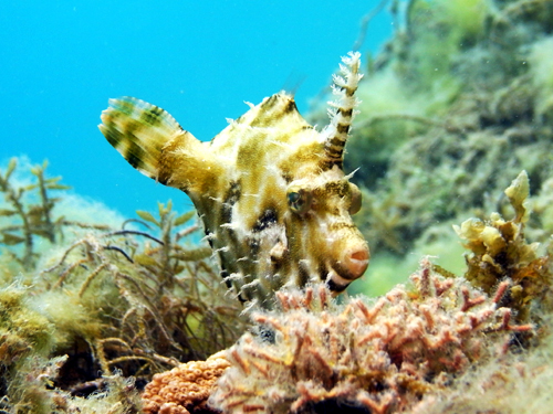 奥武島・フチドリカワハギ