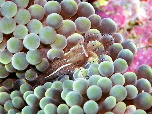 アリガー南・カザリイソギンチャクエビ