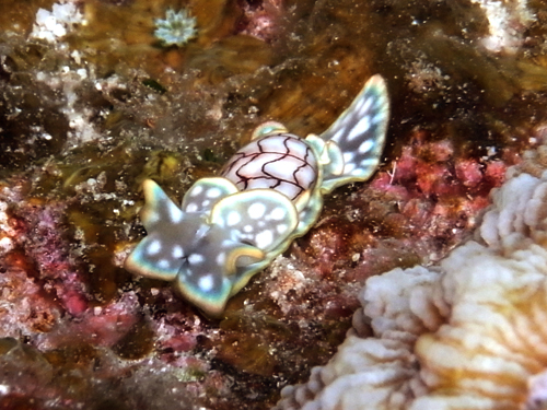 ナガンヌ北・コンシボリガイ