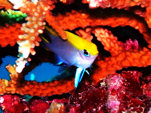 コーラルガーデン・クロスズメダイ幼魚