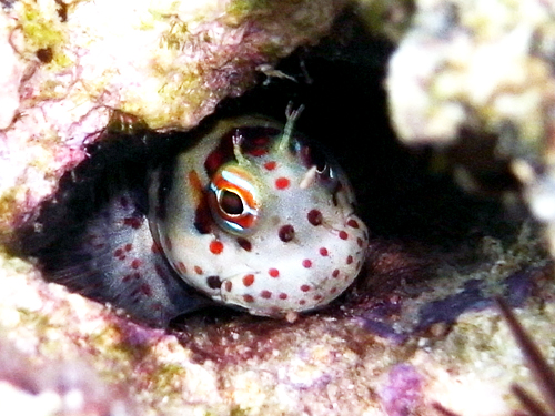 大度海岸・モンツキカエルウオ