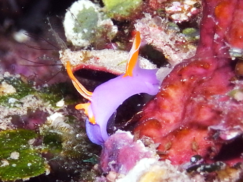 砂辺No2・ムラサキウミコチョウ