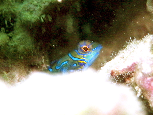 ＮＳＰ・ニシキテグリ