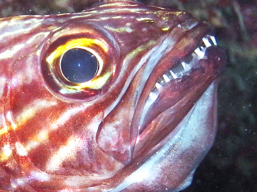 奥武島・オオスジイシモチ