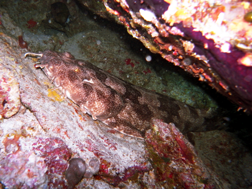 黒北ツインロック・オオセ