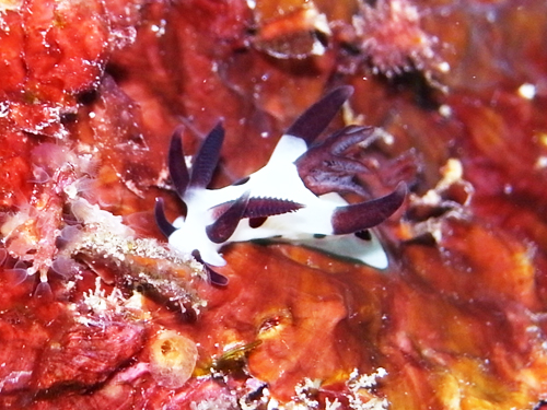 砂辺Ｎｏ２・パンダツノウミウシ