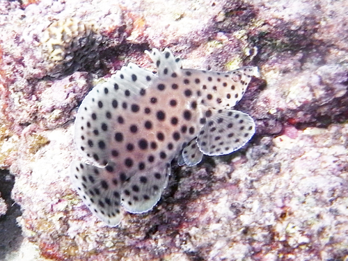 砂辺No1・サラサハタ